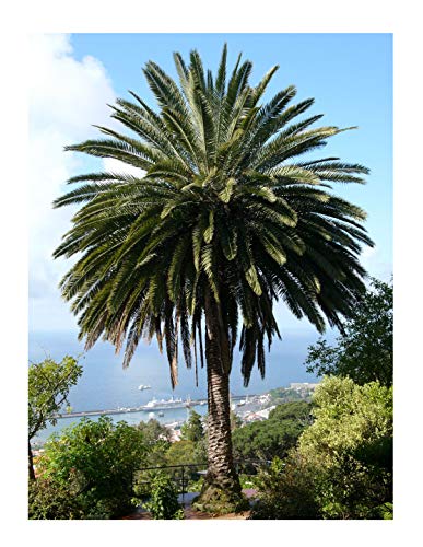 Kanarische Dattelpalme (Phoenix canariensis) 10 Samen -Tolle Zimmerpflanze-