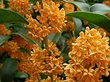 Live Plant - Apricot Echo Fragrant Tea Sweet Olive Osmanthus fragrans Rooted Starter Plant