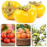 30 Piezas Comprar Árbol De Caqui Resistente - Planta De Árbol De Caqui - Plantas Exóticas, Plantas De Otoño Resistentes (Caqui Diospyros) Árboles Jardín Resistentes, Árboles Frutales
