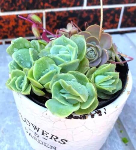 多肉植物 ラブリーローズ」の人気商品一覧 | 安い商品を通販サイトから