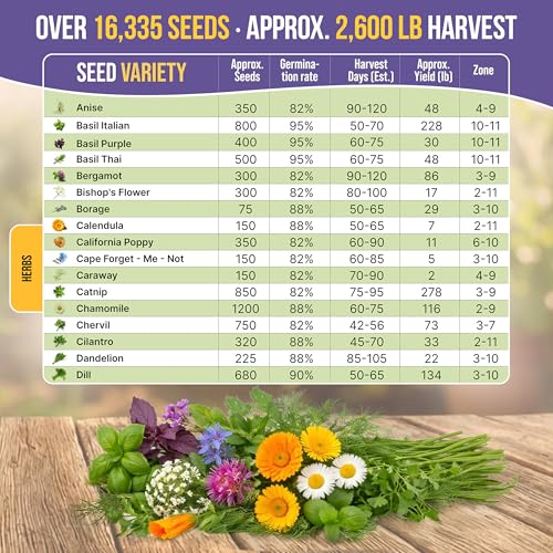 35 Medicinal & Tea Herb Seeds Variety Pack for Indoor & Outdoors. 16,335+ Non-GMO Heirloom Garden Seeds: Anise, Bergamot, Borage, Cilantro, Chamomile, Dandelion, Rosemary Seeds & More - Image 3