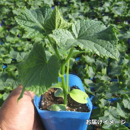 Amazon.co.jp: 接ぎ木 きゅうり 夏すずみ 9cmポット苗 胡瓜 : DIY