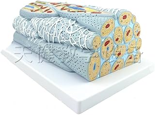 Smooth Muscle Fiber Model, Striated Muscle Structural Fiber Teaching Model, Smooth Muscle Teaching