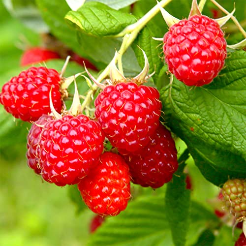 Qauzuy Garden 100 European Red Raspberry (Rubus Idaeus) Seeds | Hardy & Tasty & High Yield & Attract Pollinators | Organic Non-Gmo Heirloom Fruit Seeds For Planting Garden #TOP30