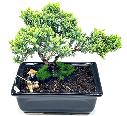 Live Dwarf Juniper Bonsai Tree About 6 Years Old with Cute Ceramic Fisherman | Juniper Bonsai Tree | Indoor/Outdoor | 100% Handcrafted| Home and Office Décor | Best Gift for Holiday