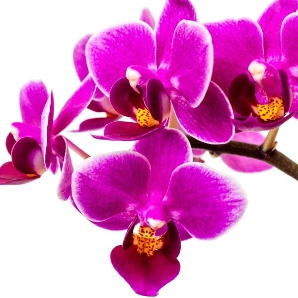 Orquídea Phalaenopsis Color Morado | DECOALIVE | Orquídea de Interior Planta Natural