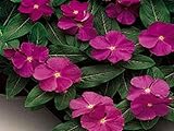 40+ Vinca Raspberry Flower Seeds/Periwinkle/Annual