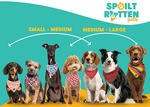 Spoilt Rotten Pets The Corfe Halloween Pumpkins