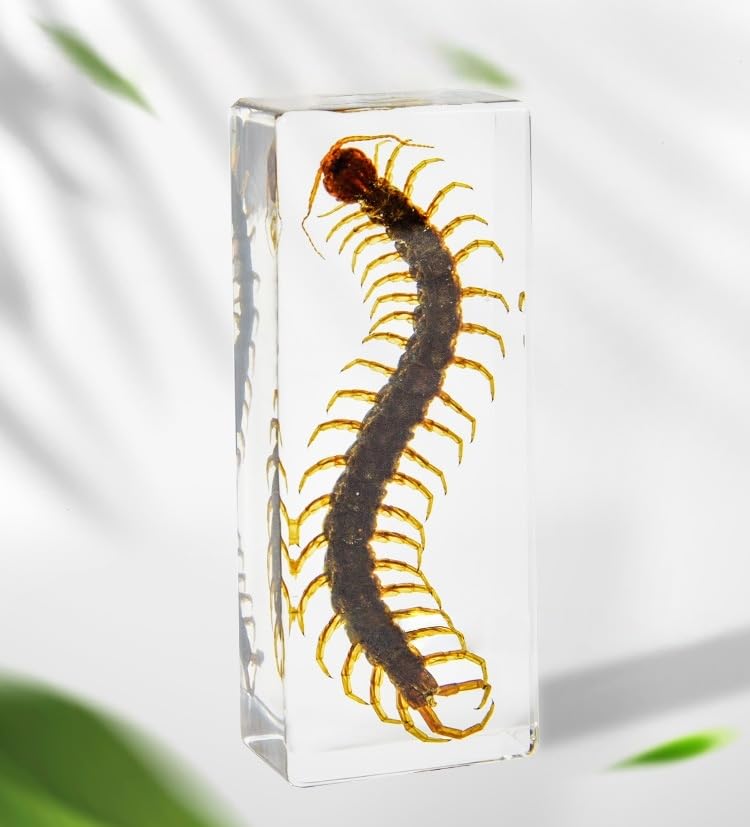 Taxidermy Centipede in Resin Large Size 4.3” x 1.7”, Real Centipede Animal Specimen in Transparent Resin for Biology Science Education, Insects in Resin Gifts for Taxidermy Collector