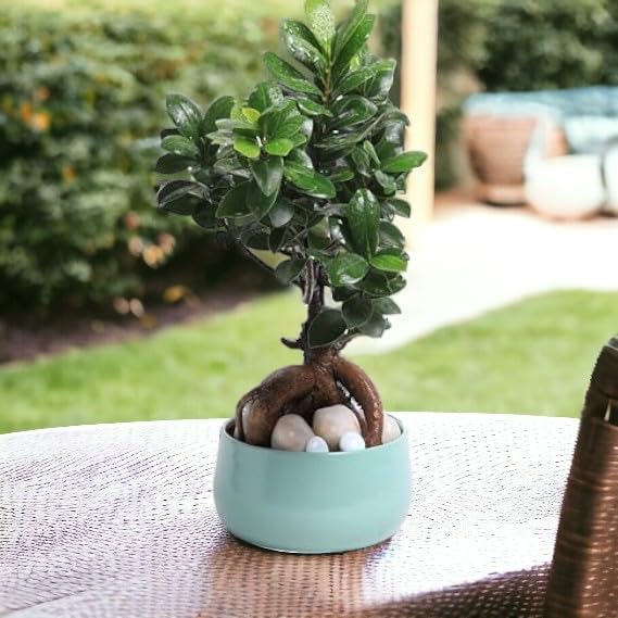 See full amazon price history chart for Stomata Handi Metal Pots for Indoor Plants with Drainage Hole & Stand (Best Flower Pots & Planters for Home Decor, Living Room, Kitchen, Bedroom, Table Top) (Sky Blue) Stomata Handi Metal Pots for Indoor Plants with Drainage Hole & Stand (Best Flower Pots & Planters for Home Decor, Living Room, Kitchen, Bedroom, Table Top) (Sky Blue) (B0CLVPHY3R) Amazon Price History, Amazon Price Tracker