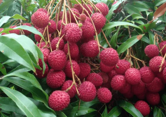 Oxygreenplant Shahi Lichi plant, Leechee, Lychee, Litchi, Litchu Air Layering Grafted Healthy Live fruit Plant Actual Plant Height .1 ft to 2 ft, (Hybrid, Pack of 1) (B0BYJ7RSGB) Amazon Price History, Amazon Price Tracker