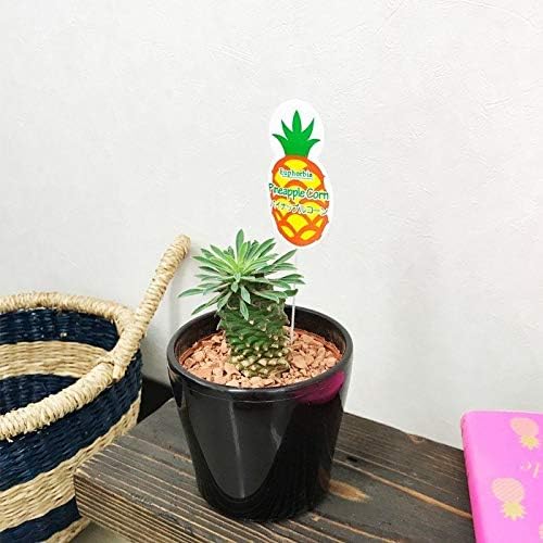 Amazon パイナップルコーン ユーフォルビア 観葉植物 本物 卓上 インテリア ミニ 黒色の鉢植え 観葉植物 オンライン通販