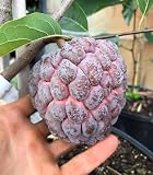 Red Sugar Apple(Annona Squamosa) Red Anon Tropical Live Fruit Tree(10in to 24in) Plant
