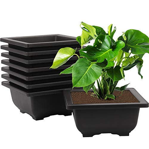 Best Square Bonsai Pot Where to Buy?