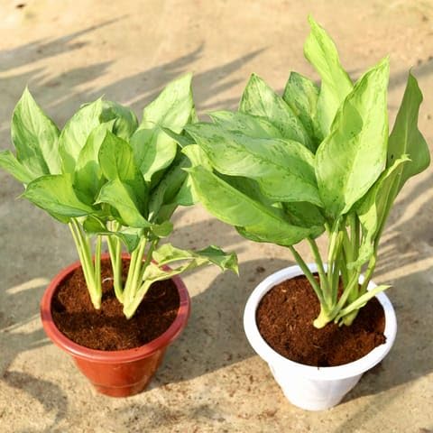 Bedroom Plants Set of 2 - Aglaonema Silver Queen in 10 Inch Classy Red & White Plastic Pot-image-37