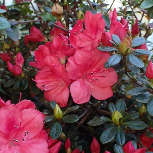 Genérico, Muda de Azaleia 20 a 40cm AMK - Plantas Online