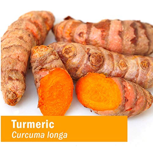 Herb Pharm Certified Organic Turmeric Root Extract For Musculoskeletal System Support - 1 Ounce (Dturm01) #TOP2