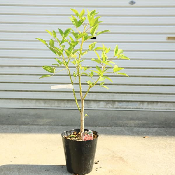 Amazon.co.jp: 庭木・植木：アメリカデイゴ（カイコウズ）* 亜米利加梯