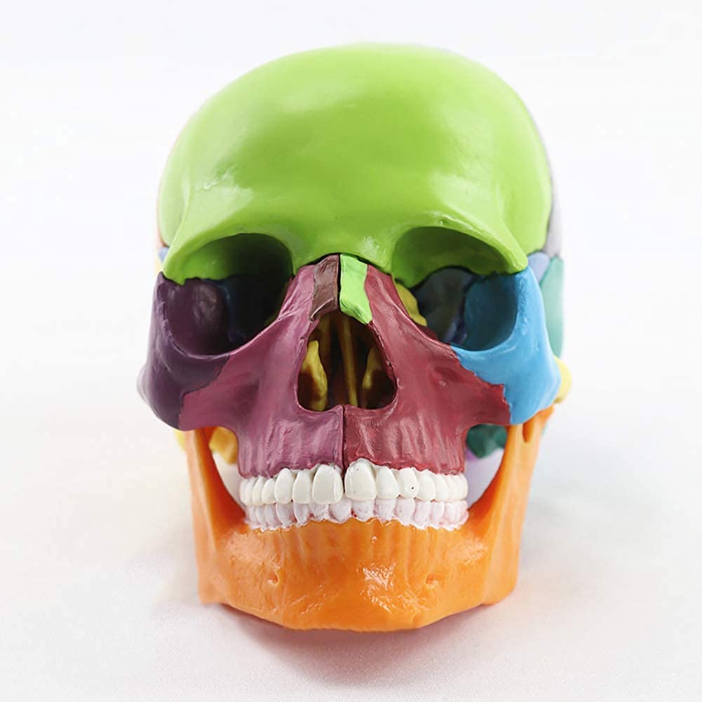Modello educativo Dipinto Modello Testa Umana Modello Cranio Anatomia Modello anatomico scientifico per la Scienza Anatomica Modello di insegnamento