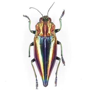 タマムシ タマムシ - Wikipedia