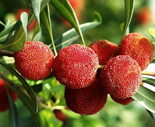AGROBITS 10 Partikel/Beutel Arbutus Unedo Straw Baum Köstliche chinesische Fruchtsamen für gesundes und Home Garten Easy Grow: F