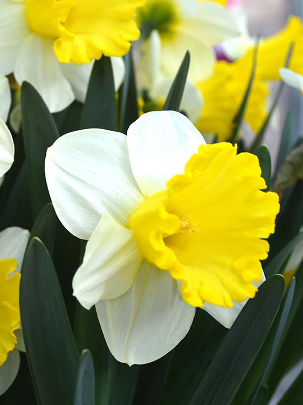 Gorgeous Daffodil Bulbs Mix for Planting Now UK/Cut Flowers/Good for Containers/Strong Plants That Grow Well/Greening Flower/Natural Organic/Wedding Flowers.-6bulbs-A