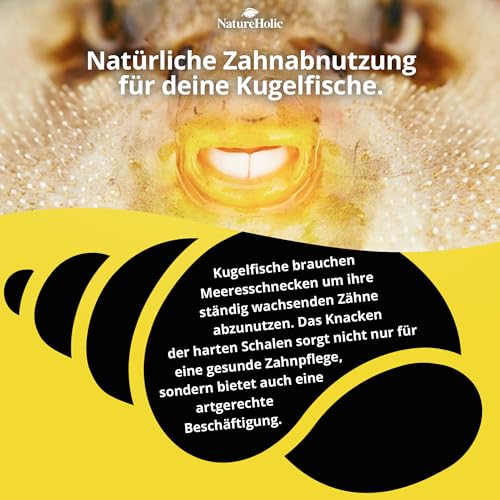 NatureHolic PufferFeed Futterschnecken | Fischfutter Aquarium | hochwertiges Alleinfuttermittel für Kugelfische | natürliche & gefriergetrocknete Meeresschnecken | Reich an Proteinen | 30 g