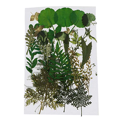 Hojas secas prensadas reales para manualidades DIY miniatura 1