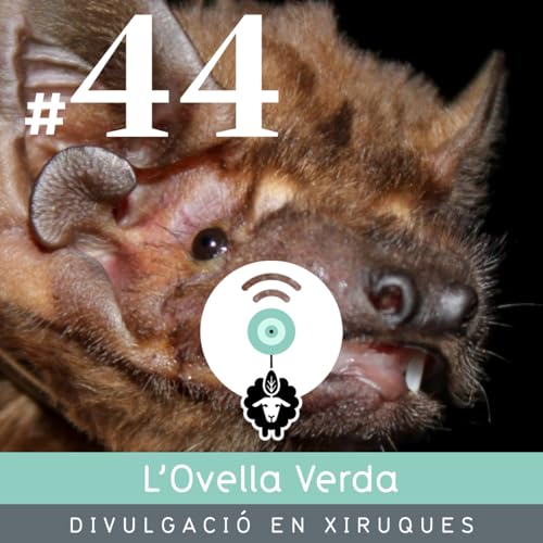 44 | El ratpenat m&eacute;s gran d'Europa ca&ccedil;a aus en vol