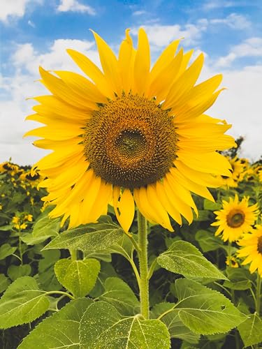 Image of Sunflower Seeds for Planting | Rare, Exotic Garden Seeds | Huge 15-20 feet Tall with Giant Sunflowers,(Pack Of 40 Pcs)
