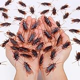 Wirrabilla Pretty Realistic 50PCS Fake Roaches, Fake Cockroaches Great Way to Play a Prank, Faux...