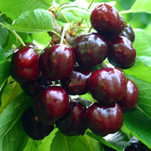 Bloom Green Co. Bonsai 20 pcs/Bag Cherry Seeds, Australia Black Cherry Tree Seeds Rare Fruit Tree Seeds for Home Garden Planting