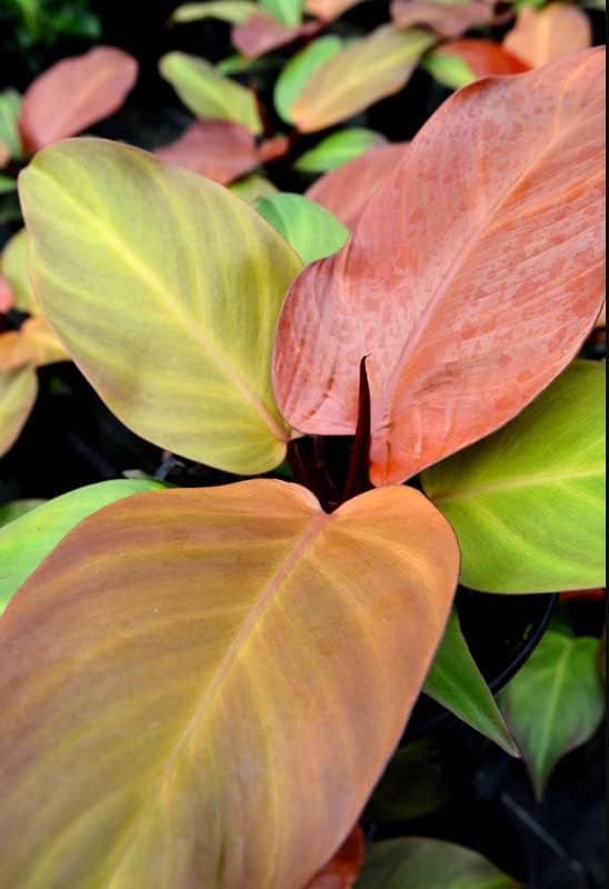 Miniatura 4 de Philodendron Plant Prince of Orange - Planta viva para macetas de 3 pulgadas adornos perennes para cultivo de jardín para cultivar bien regalo de