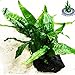 Greenpro Java Fern on Driftwood Live Aquarium Plants for Freshwater Fish Tank Water Plants Decorations