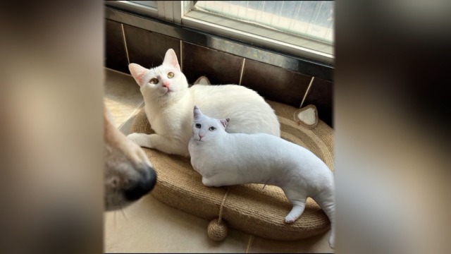 Cuscino Personalizzato Per Animali Domestici - Stampa Divertente E Astratta Con Foto Del Tuo Pet - Foto 5