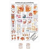 Sport-Tec Hanrblase und Harnröhre Lehrtafel Anatomie 100x70 cm medizinische Lehrmittel