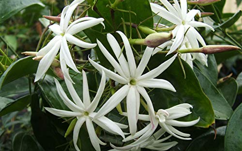 ROYAL LAND Rare Jasminum nitidum Super Fragrant Star Jasmine Common Jasmine 2 Healthy Live Plant