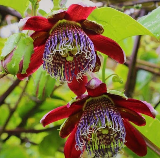 Hidden Enterprise Most wonderful All Time 1Healthy Live Red passion flower PlantFor beautiful Home Garden Outdoor & Indoor Flower Plant.Pack Of 01. (B0D2VZT7FG) Amazon Price History, Amazon Price Tracker