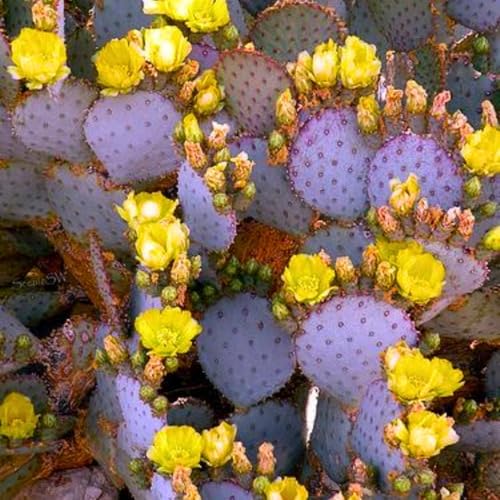 Purple Prickly Pear Cactus Plant, 6-8 Inches Fully Rooted Cactus Plants, Colorful Cactus for Indoor Outdoor Gardens and Containers