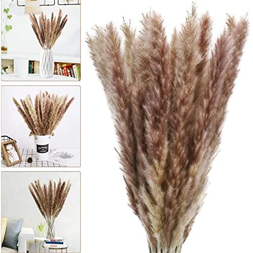Pampas Grass Large 15 Pcs Flores Secas Naturales Decoración miniatura 4