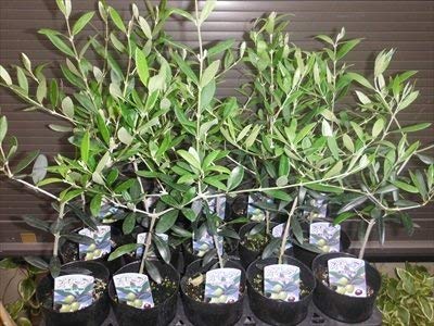 Amazon | オリーブ苗木 ネバディロブランコ 40 常緑樹 | 植木