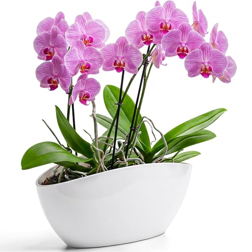 KONZEPT Blumentopf Gross Innen Übertopf für Orchideen Oval Weiß Schale Deko für Pflanzen & Sukkulenten