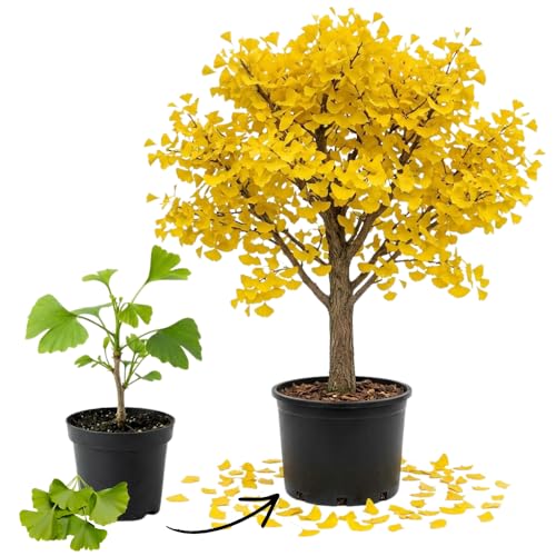 Ginkgo Tree Plant Live, Shade Tree for Garden, 4-6 Inch Tall in Pot