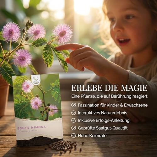 Echte Mimose Samen (Mimosa Pudica) mit hoher Keimrate - Pflanzen Samen für vielblütige & bewegungsfrohe Mimosen
