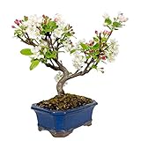 bonsai manzano CARACTERÍSTICAS: La mayoria de especies naturales de manzano, proceden de Europa, Asia y America del Norte. Árbol de hoja caduca, de crecimiento rapido. Muy apreciado por su floración primaveral, y posteriormente, por la coloración de sus frutos en Otoño