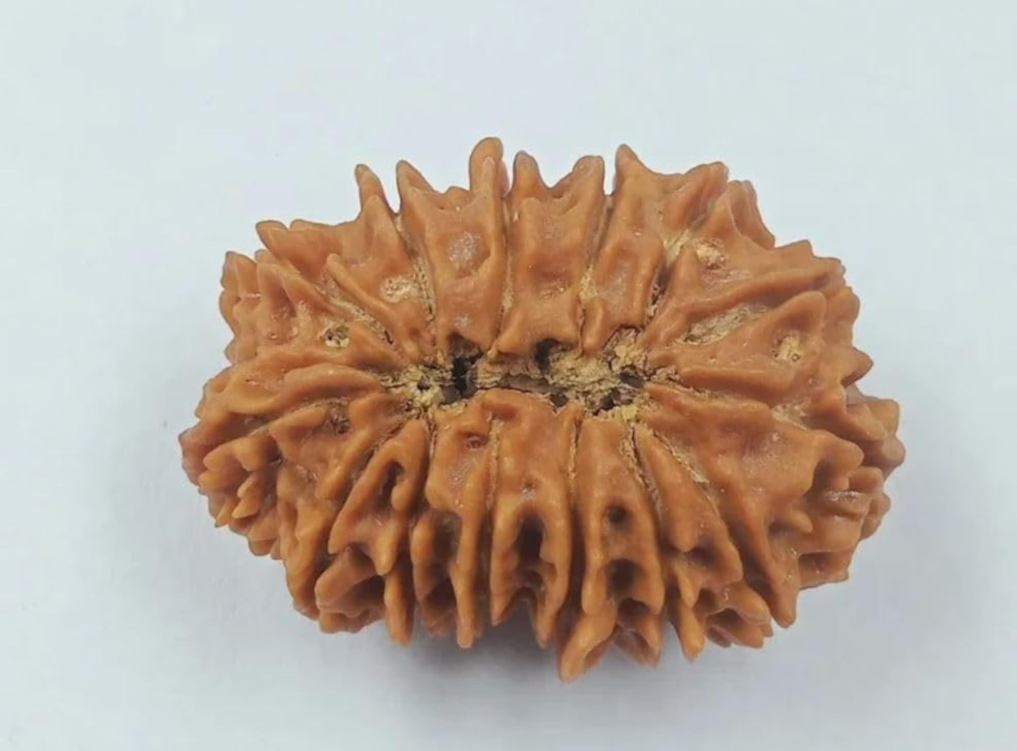 14 Face Rudraksha Original Certified Pendant