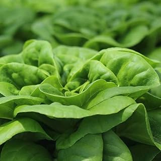 Buttercrunch Butterhead Lettuce Seeds for Planting Approx. 20,000 Seeds (25 Grams)