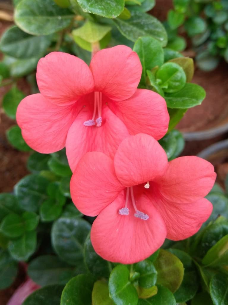 Mphmi Nursery Delhi Plant NCR Barleria (Peach) - Plant (B0BBGYY1DD) Amazon Price History, Amazon Price Tracker