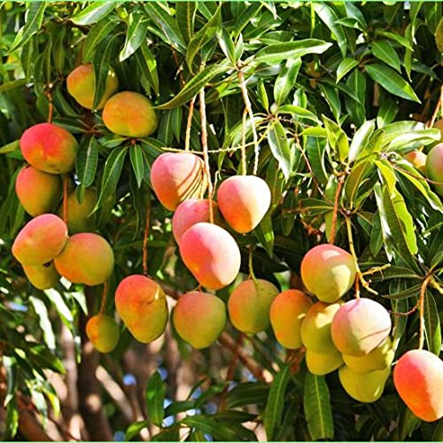 Image of GRAFTED HADEN MANGO LIVE PLANT Hybrid Size 2 Feet to 2.5 feet