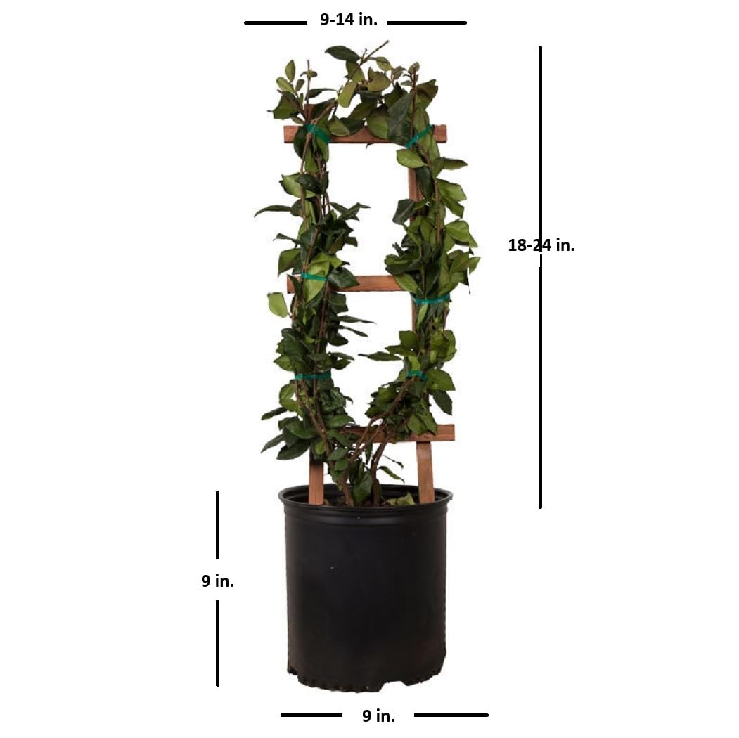 Amazon.com : Star Jasmine 'Large Leaf' (2.5 Gallon) Aromatic White